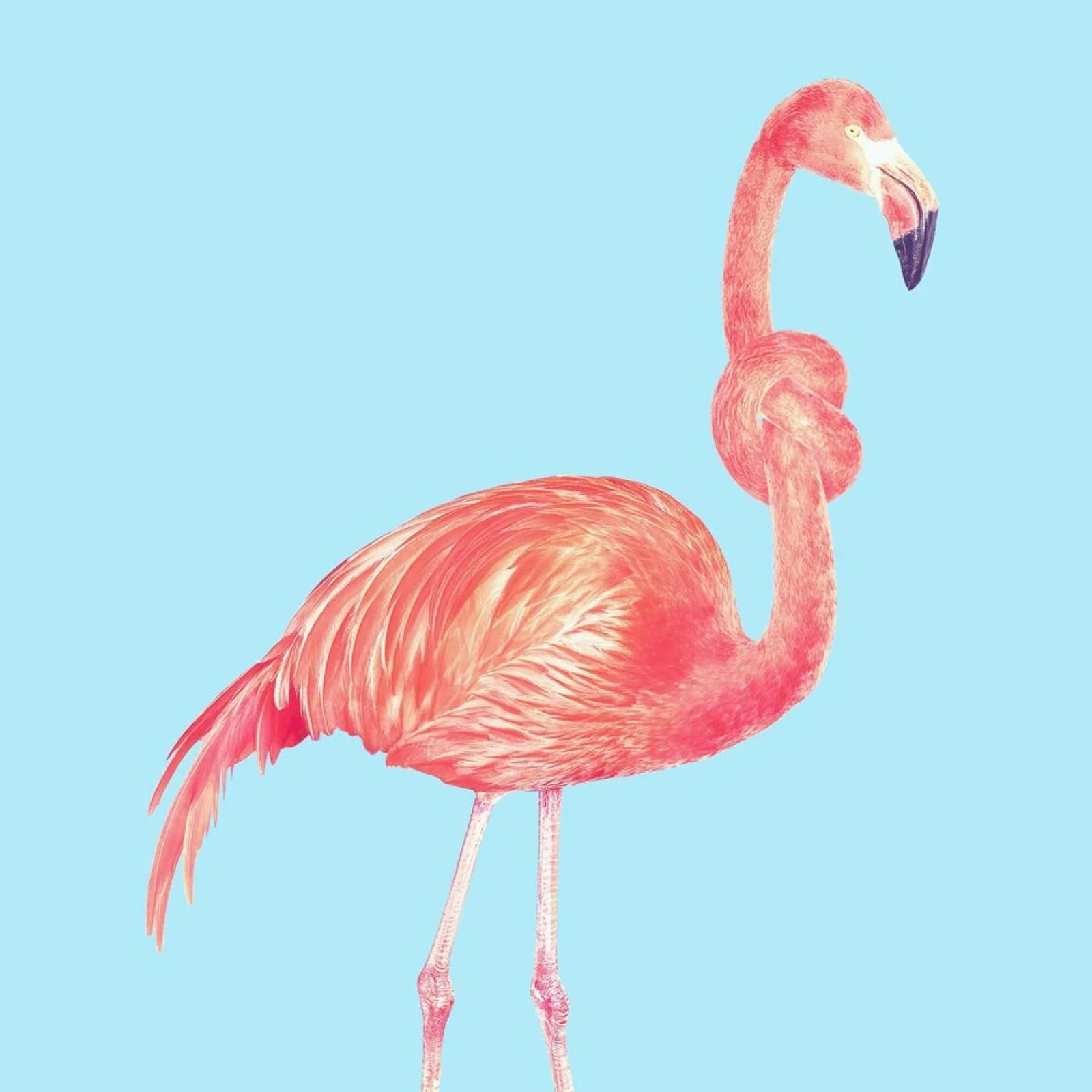 Flamingo with a Big Problem Poster von suckertom