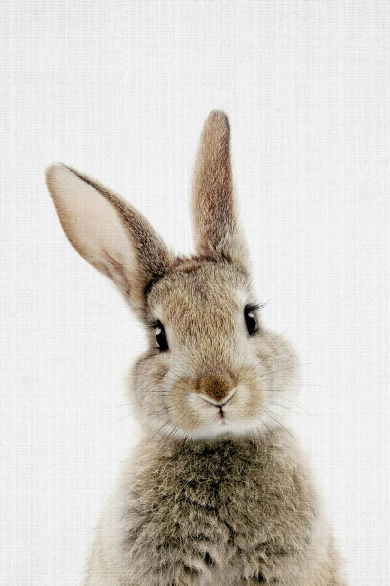 Peekaboo Bunny poster by Lila x Lola