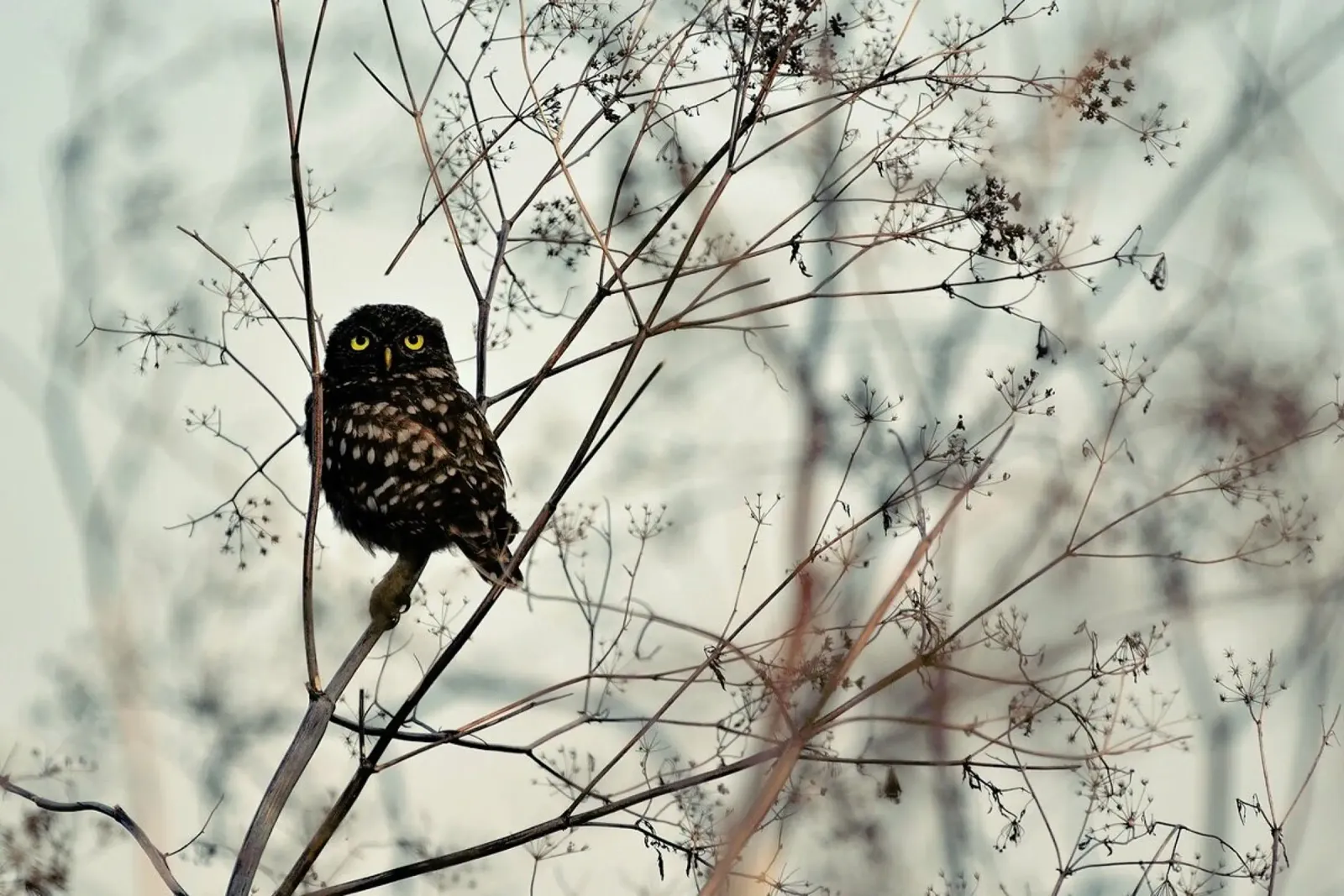 Look at Me! - Emilian Avrămescu alluminio dibond da Pictufy