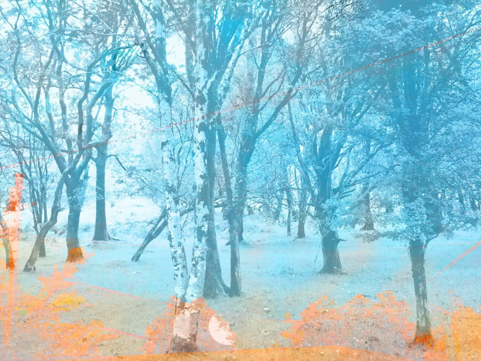 Fotografia di una passeggiata nel bosco poster con telaio in legno da Kerry Gerdes Photography