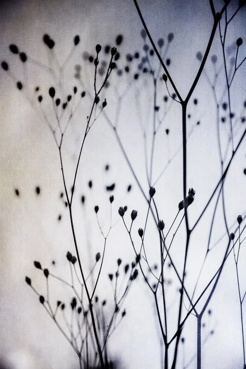Delicate Branches pannello forex da Mareike Böhmer Photography