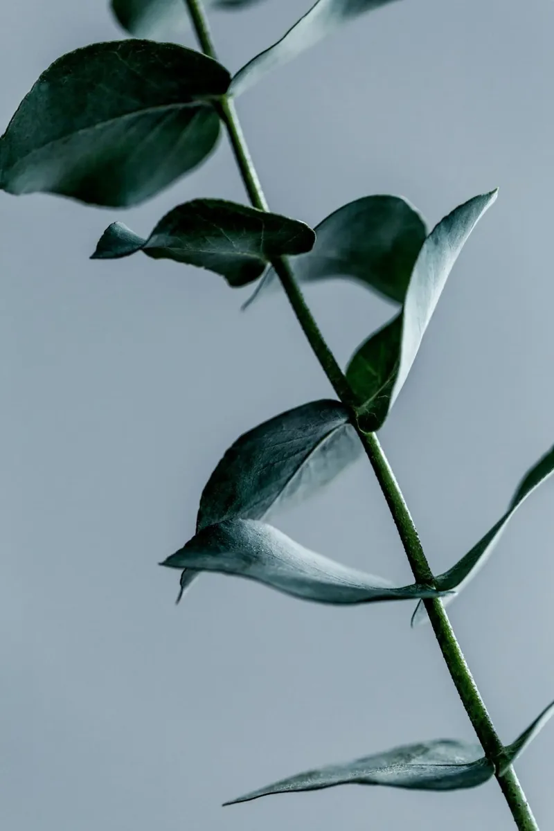 Eucalyptus 2 carta hahnemühle da Mareike Böhmer Photography