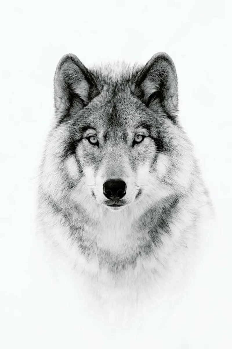 Portrait of a Timber Wolf - Jim Cumming alluminio dibond da Pictufy