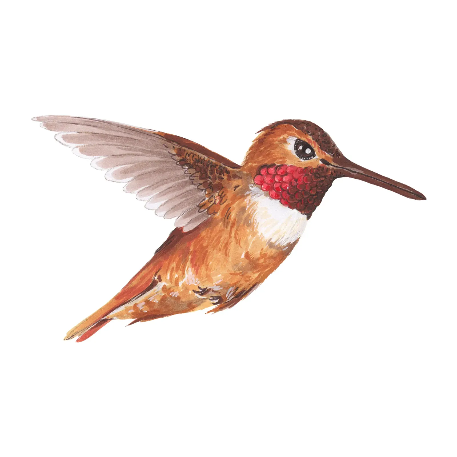 Hummingbird canvas by Painted Nature
