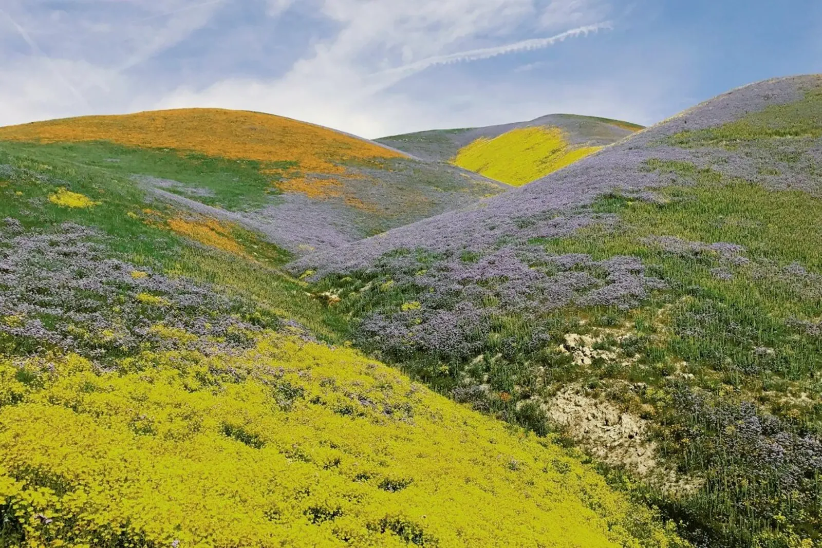 California in Bloom pellicola backlit da Kevin Russ