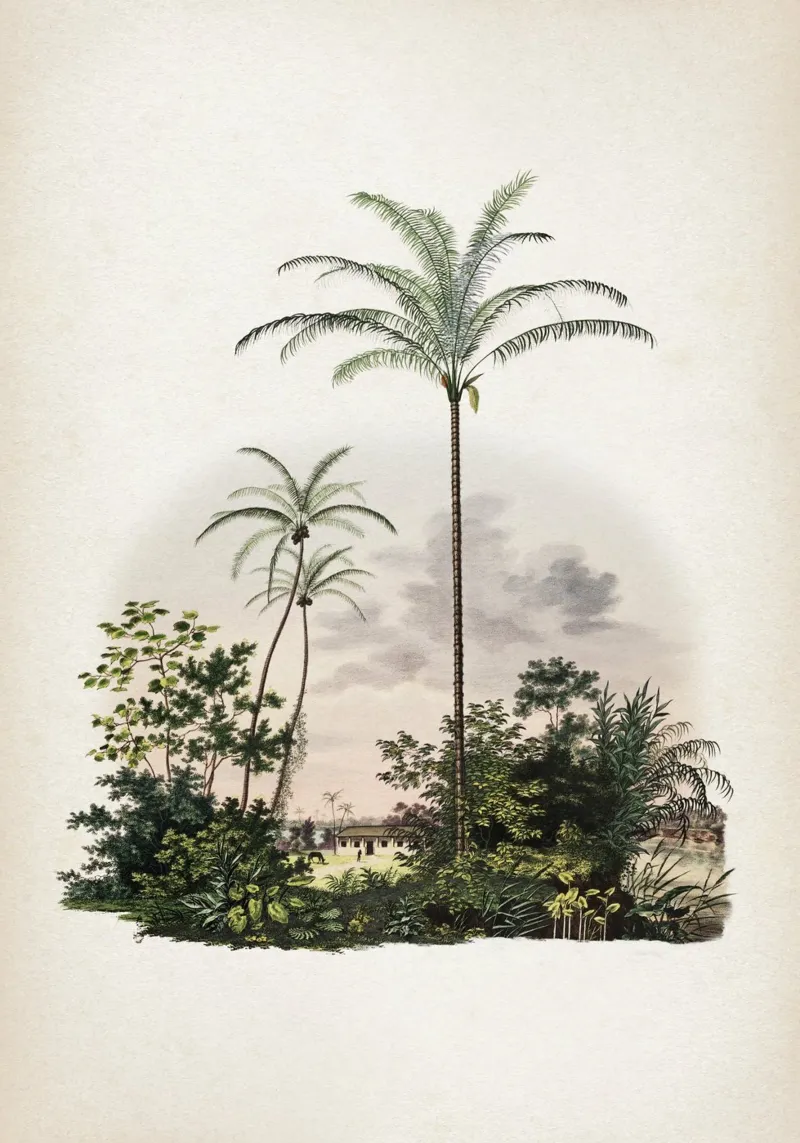 Vintage Martius 1 Astrocaryum Vulgare pellicola backlit da Vintage Print Collection