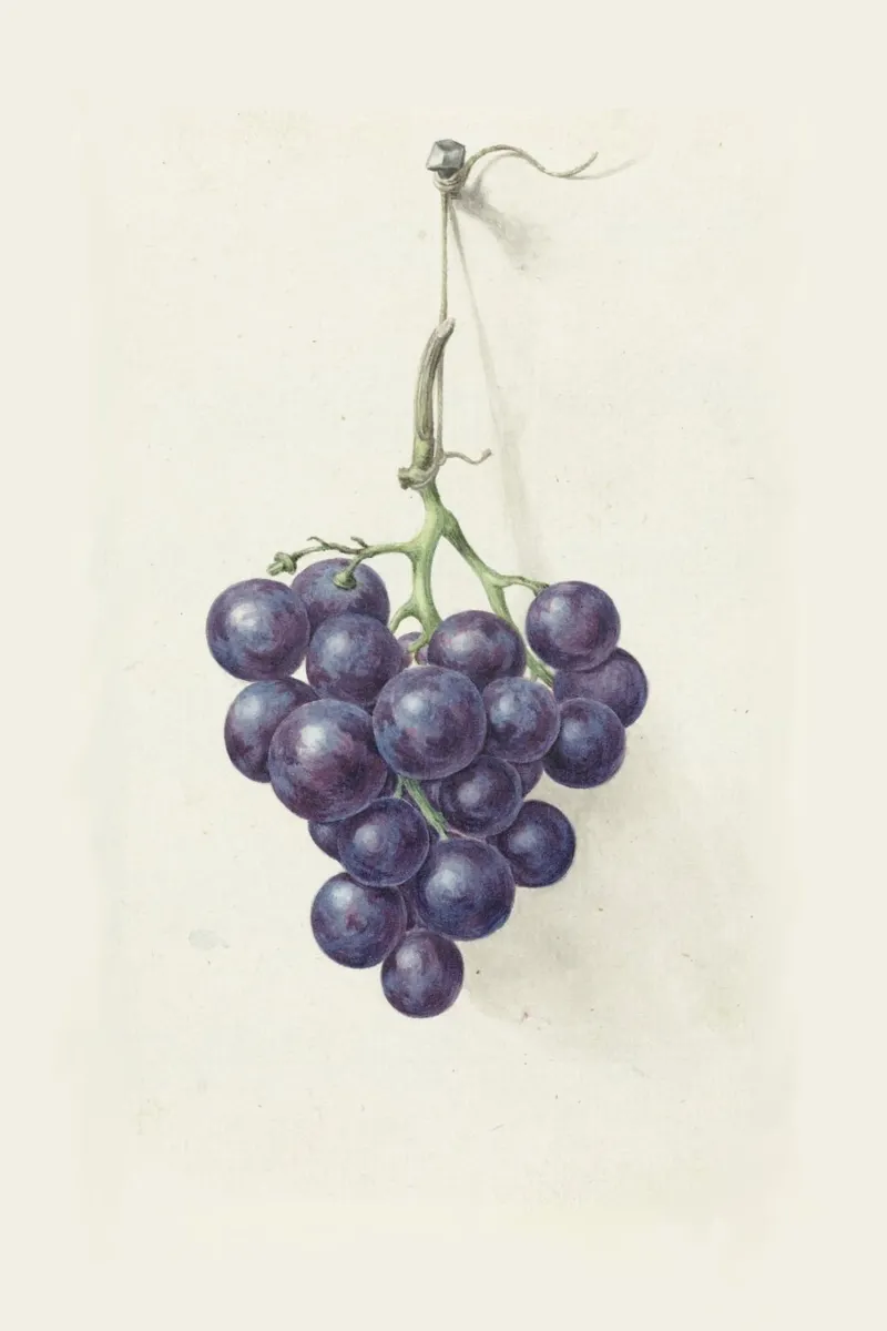 Grappolo di uva scura - Illustrazione botanica d'epoca pellicola backlit da Studio Vintage