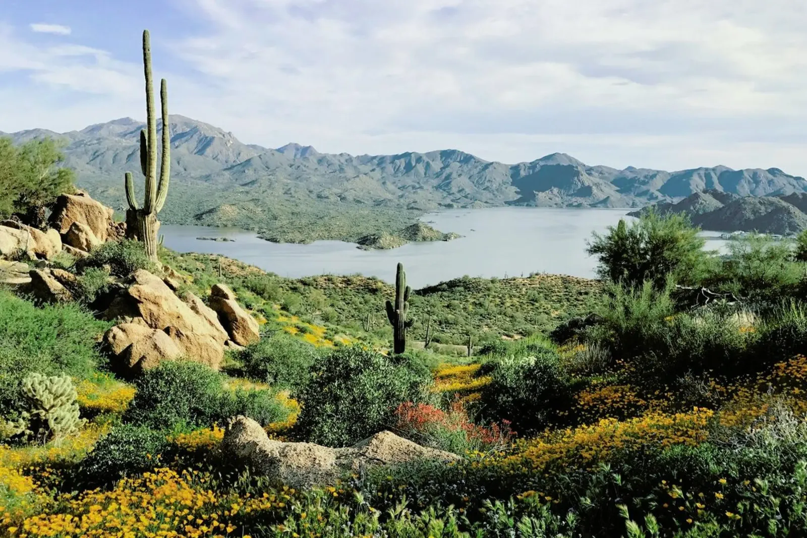 Blooming Desert pellicola backlit da Kevin Russ