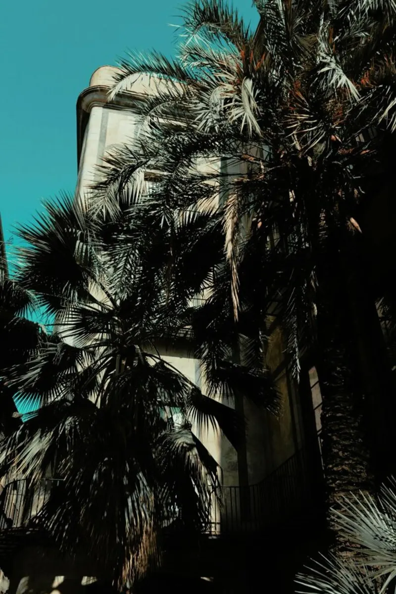 Palms XII pellicola backlit da Sebastian Hilgetag