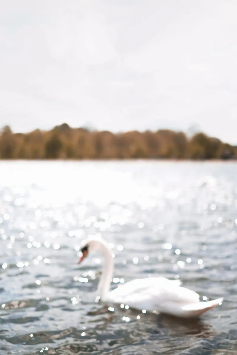 Londra, Inghilterra I Cigno sul lago scintillante di Hyde Park carta hahnemühle da Julie Travel Photography