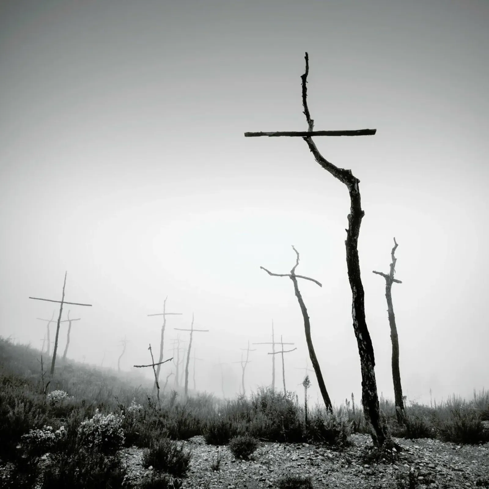 Forest of Crosses 5 alluminio dibond da Håggard Photography | Ronny Behnert