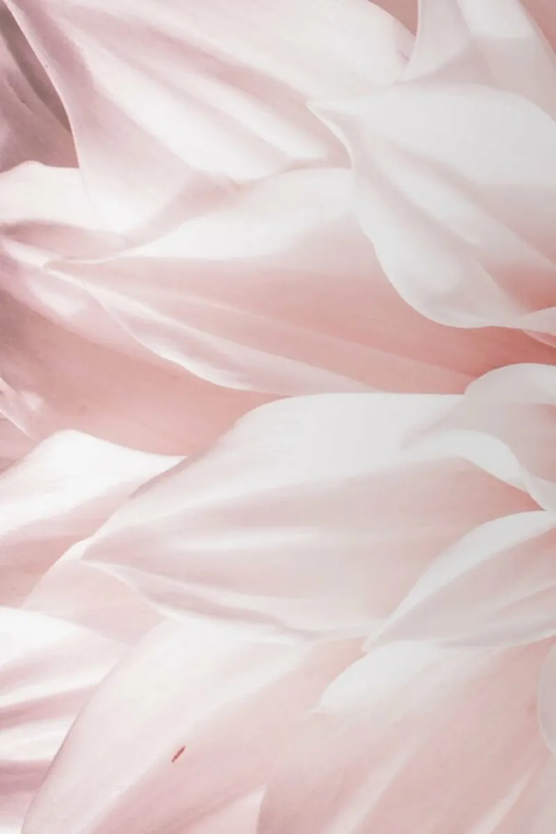 Pink Petals pellicola backlit da Victoria Frost
