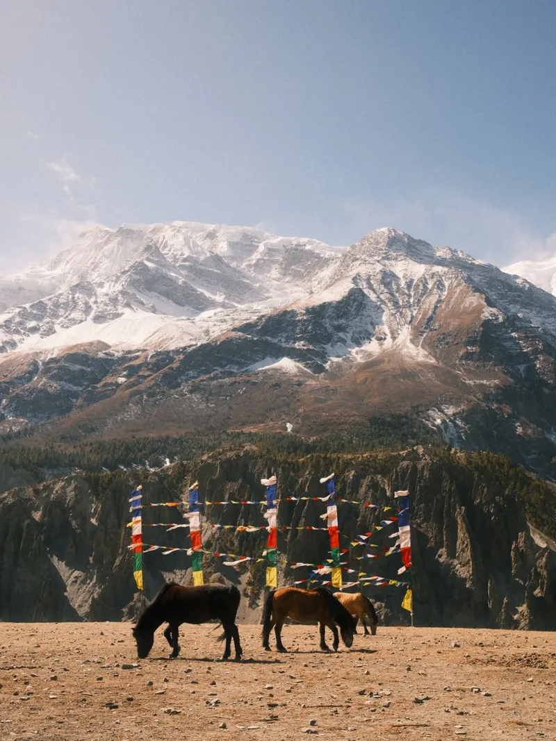 Horses and the Himalayas pellicola backlit da FujiPrints