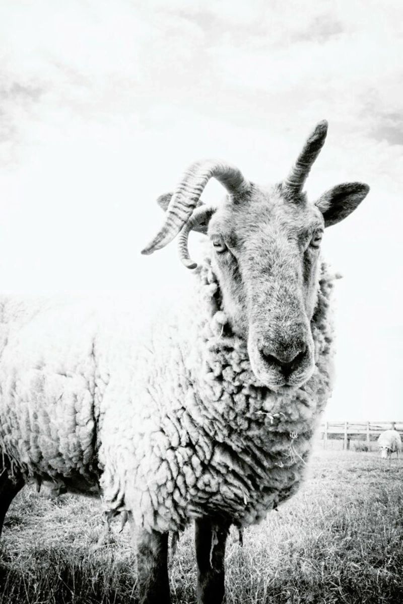Sheep II pellicola backlit da Victoria Frost
