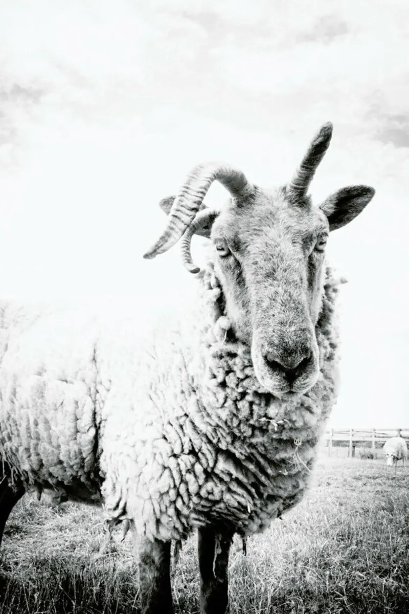 Sheep II carta hahnemühle da Victoria Frost