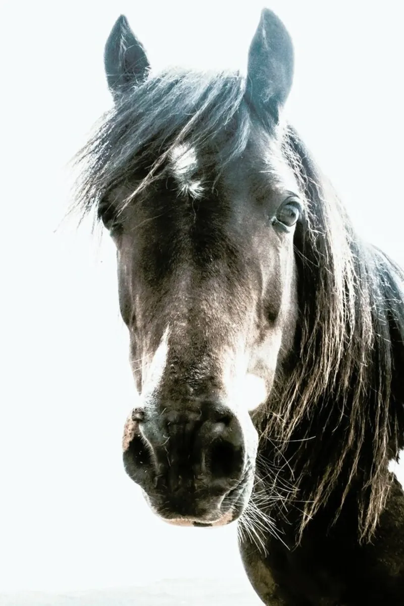 Horse poster by Victoria Frost