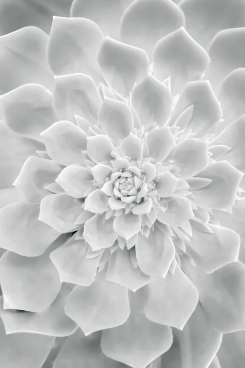 White Succulent hahnemühle by Victoria Frost