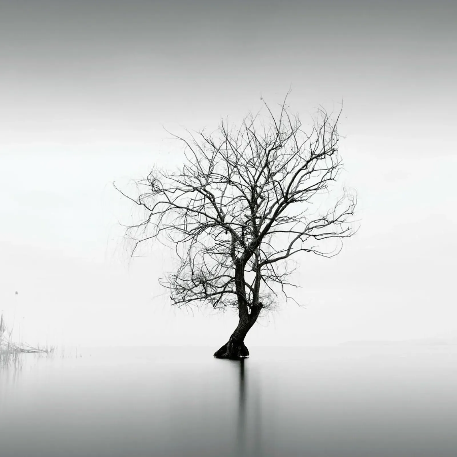 Albero Nel Lago Trasimeno I hahnemühle by Michael J. Reibert