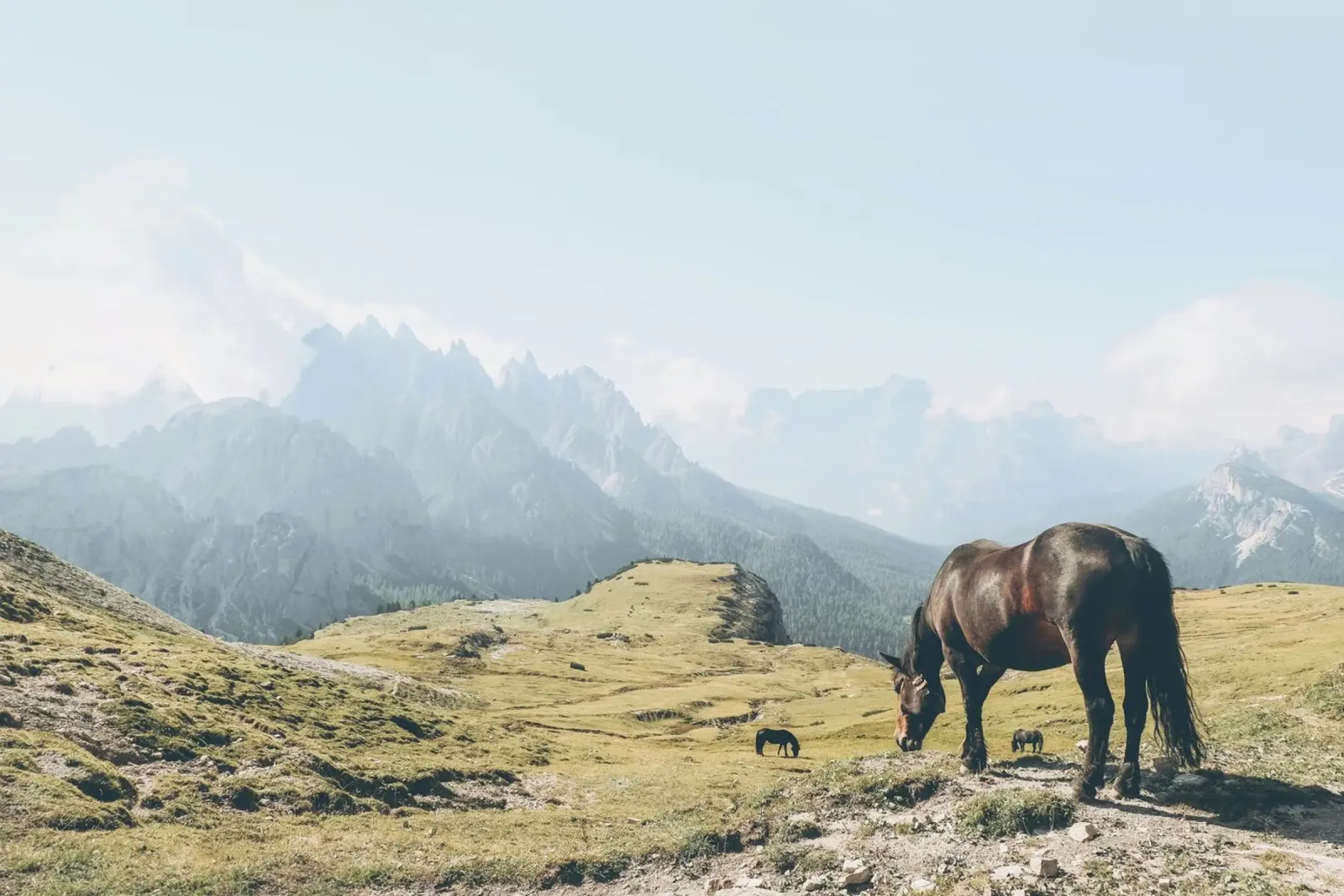 Dolomiten, Italien I Wildpferd in freier Wildbahn in Tre Cime Poster von Julie Travel Photography