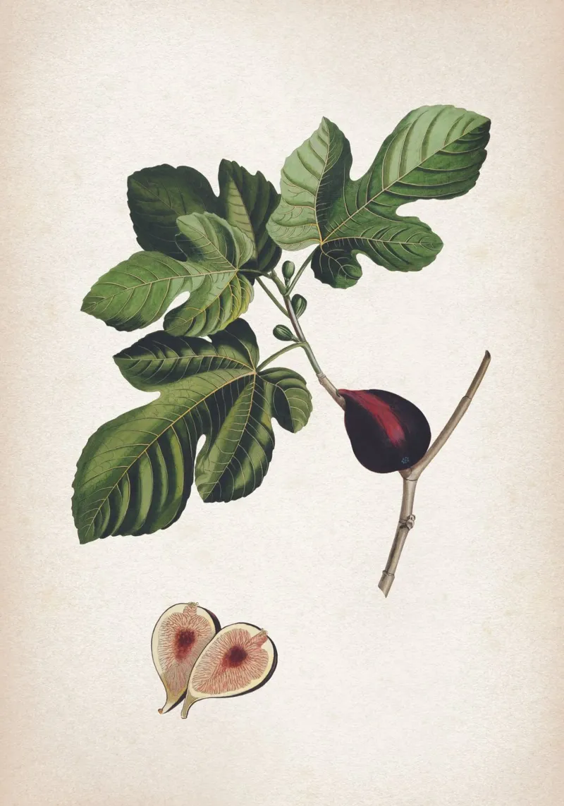 Vintage Ehret 2 Ficus poster con telaio in legno da Vintage Print Collection