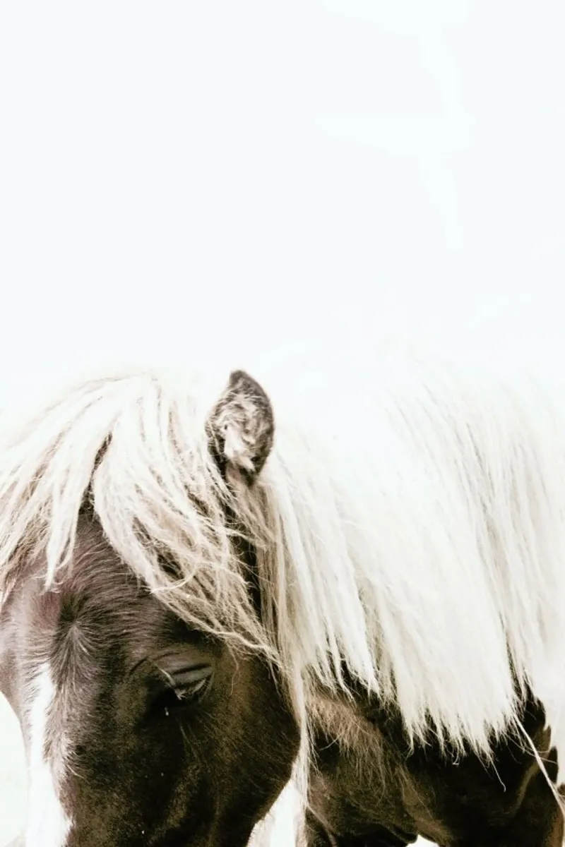 Horse II pellicola backlit da Victoria Frost