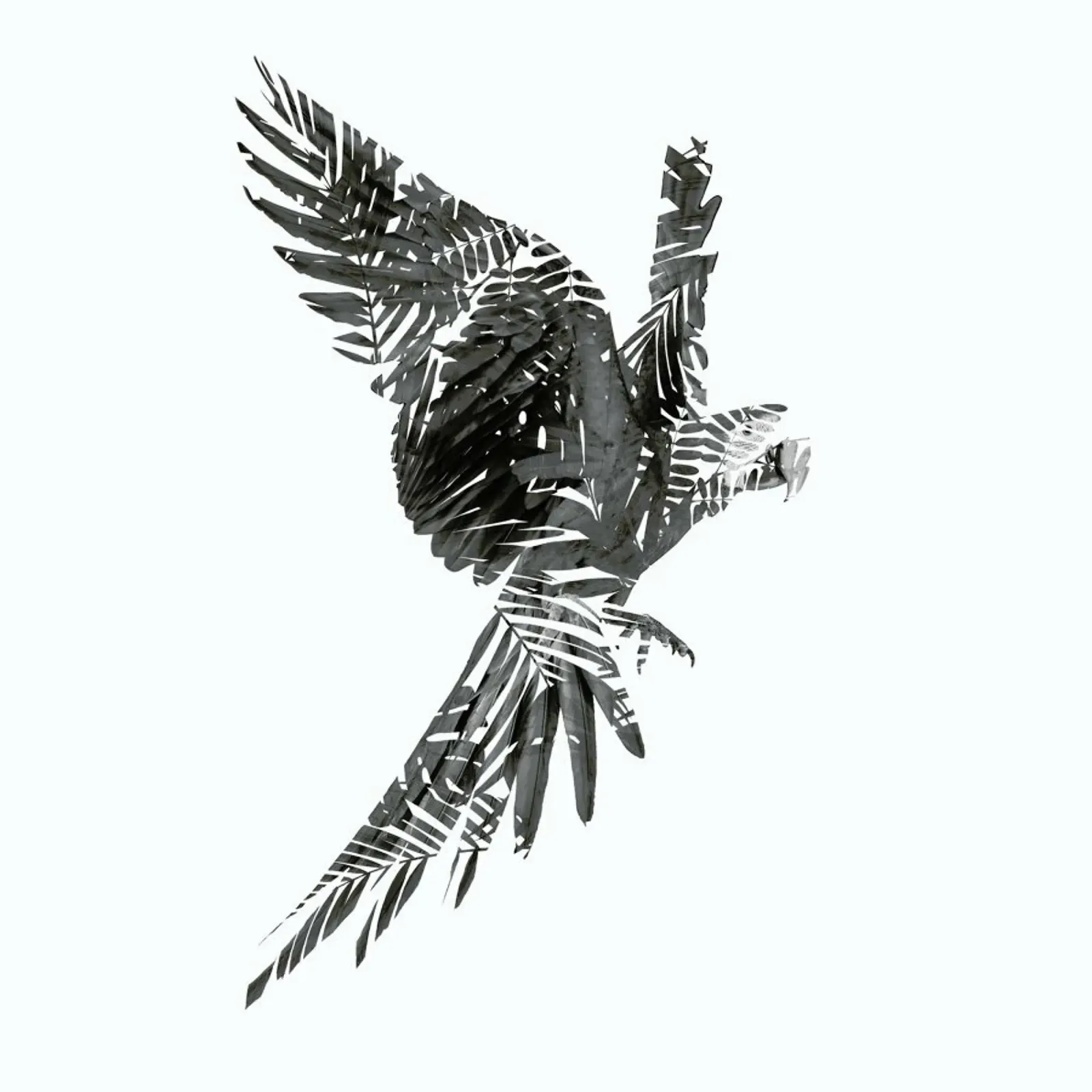Parrot pellicola backlit da Chris Wharton