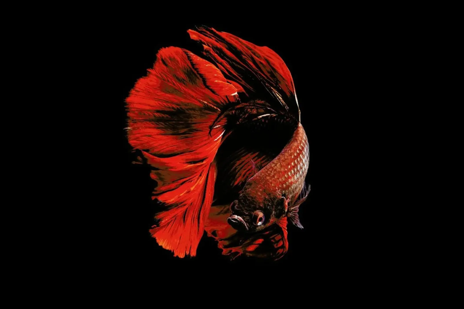 The Red - Andi Halil carta hahnemühle da Pictufy