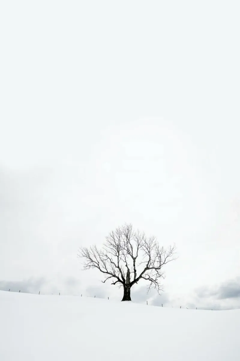 Winter Tree pellicola backlit da XOXO Arte