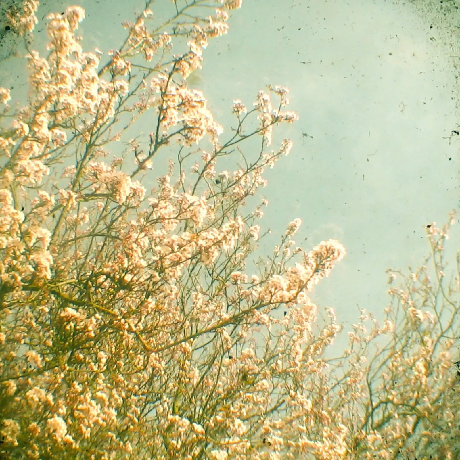 Spring alu-dibond by Cassia Beck Photography