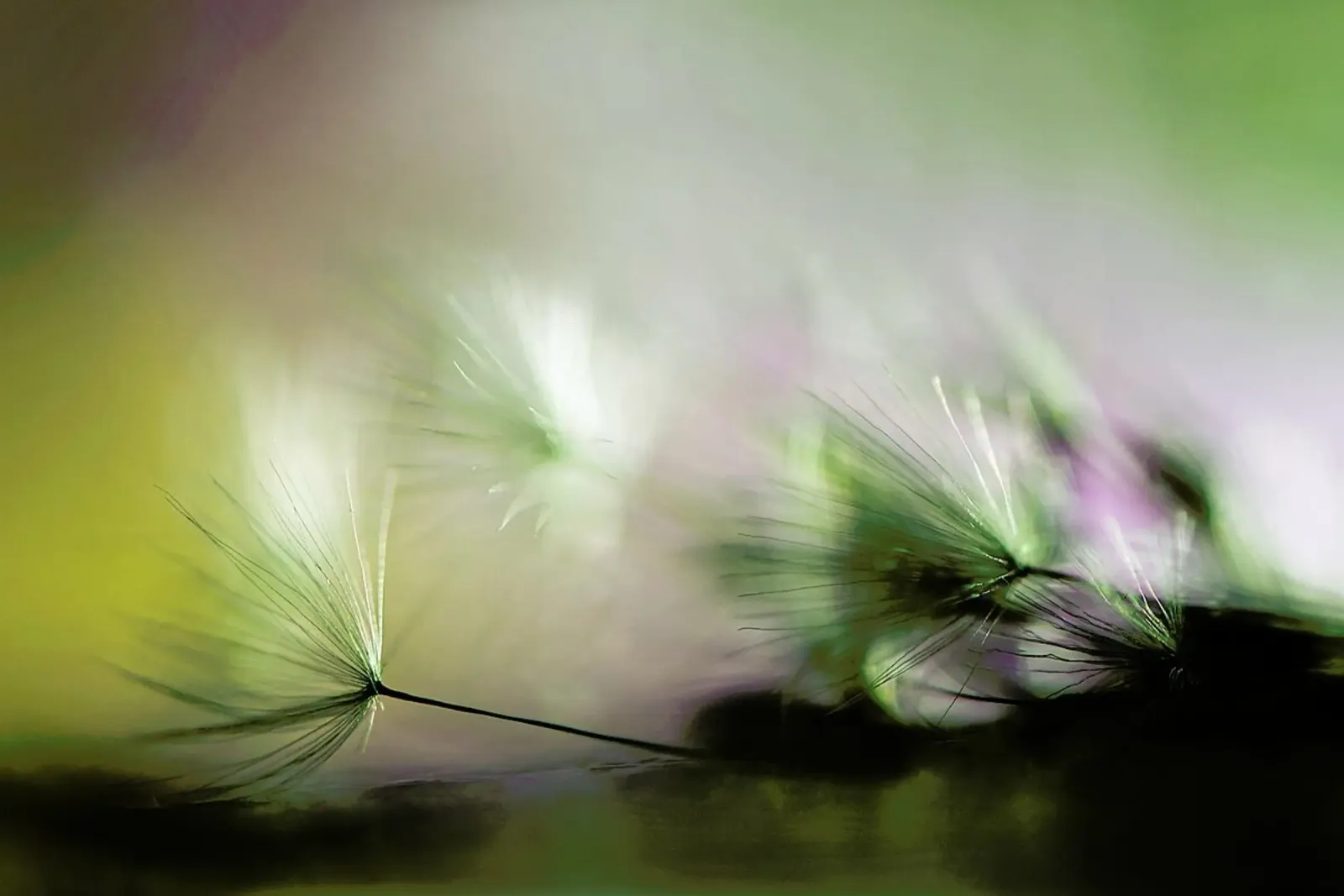 In the Morning alluminio dibond da Pictufy