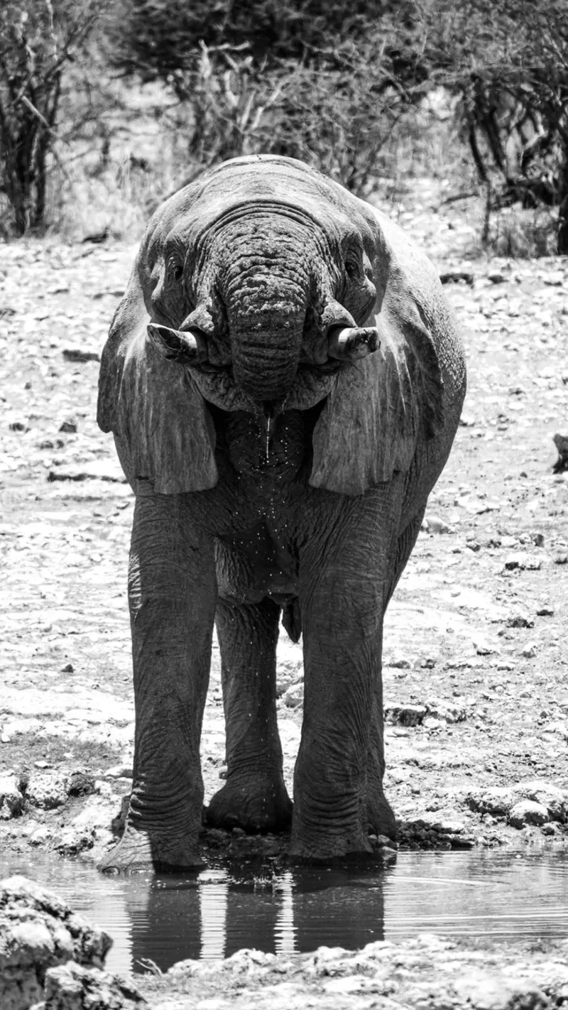 Namibian Elephant pellicola backlit da FarbFunken