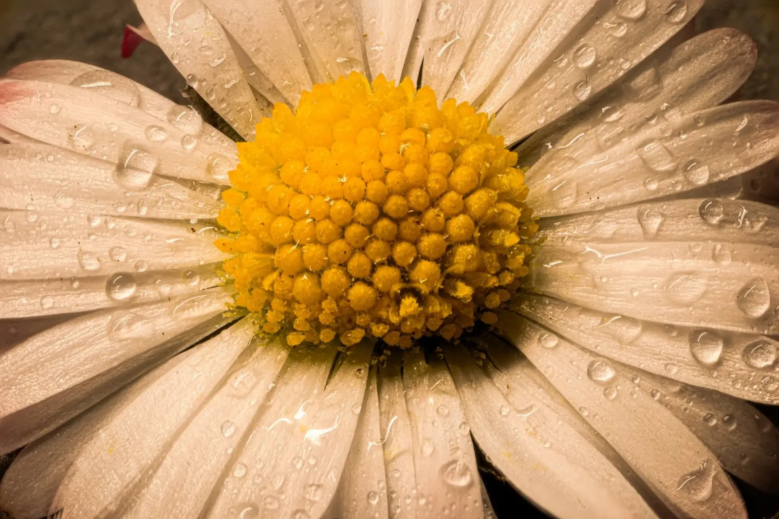 Margherita con gocce d'acqua sui petali pellicola backlit da Marcus Beckert | Fotografie