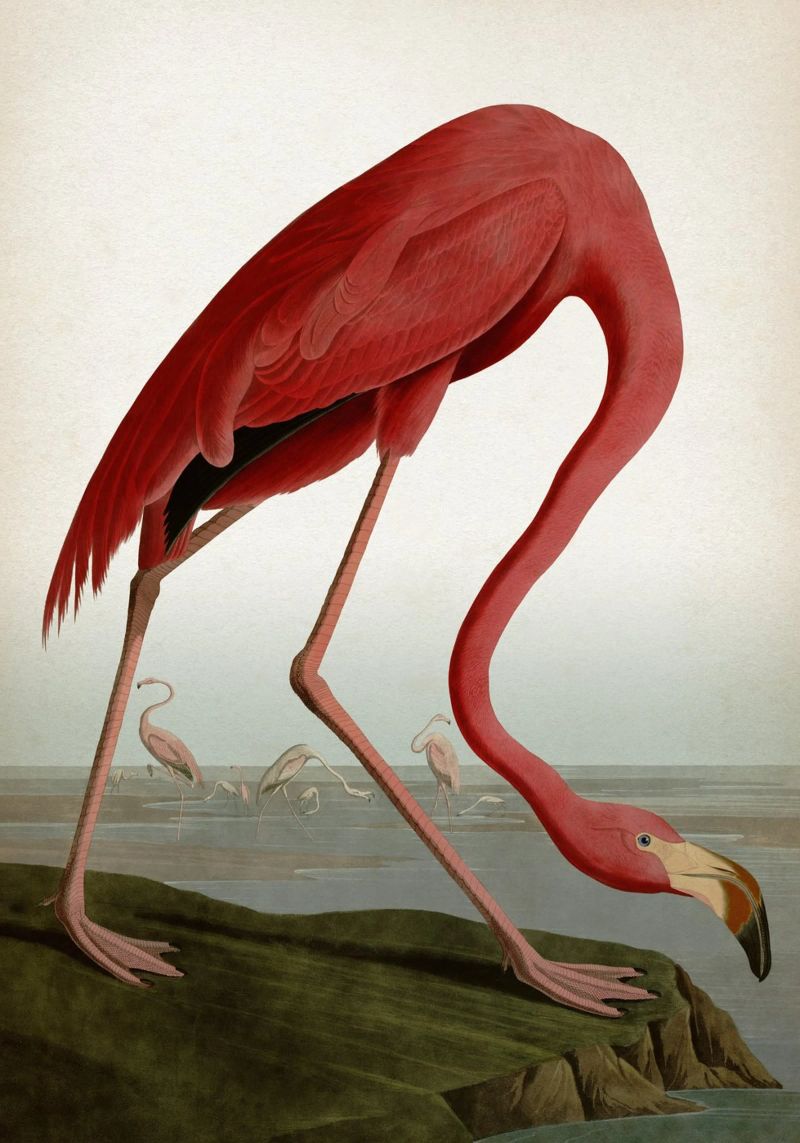 Vintage Audubon 1 American Flamingo poster de Vintage Print Collection