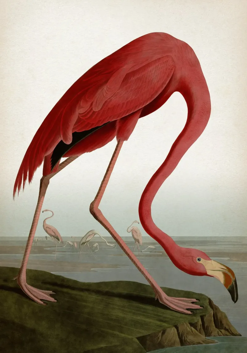 Vintage Audubon 1 American Flamingo pellicola backlit da Vintage Print Collection