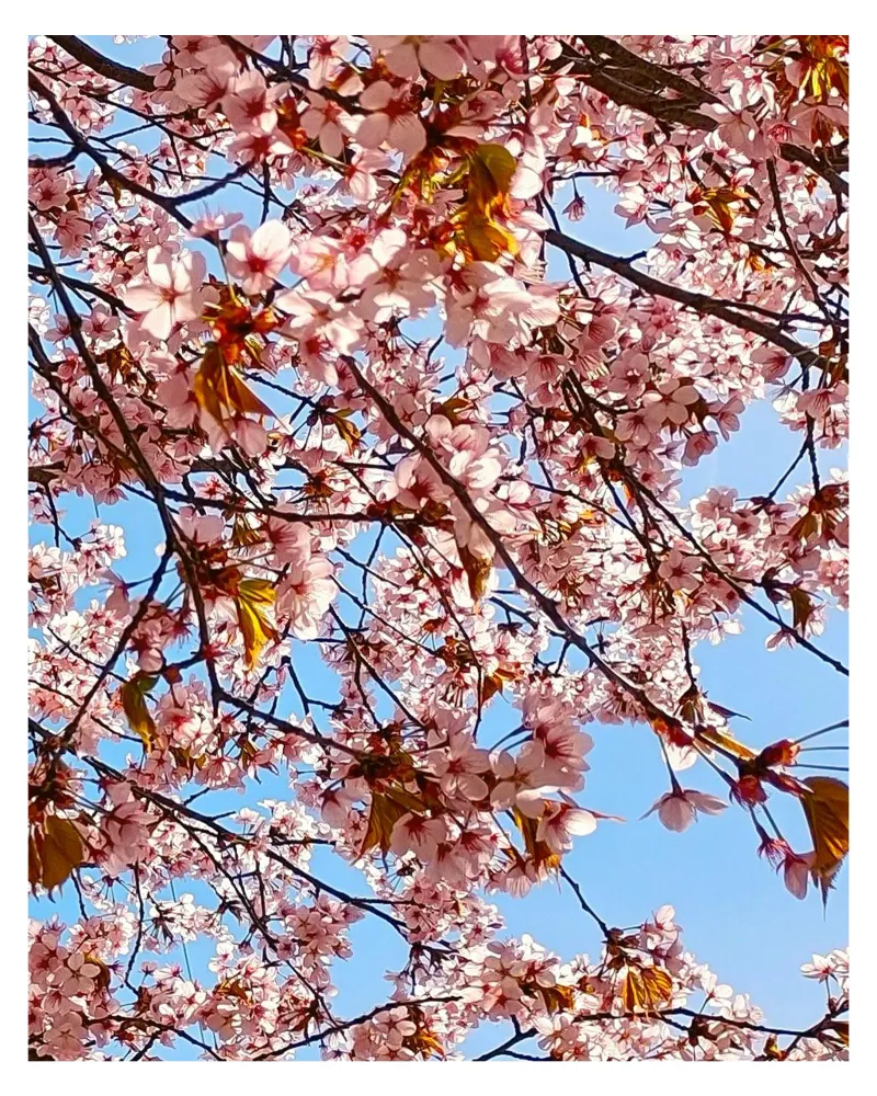 cherry blossom pellicola backlit da SunflowerDE