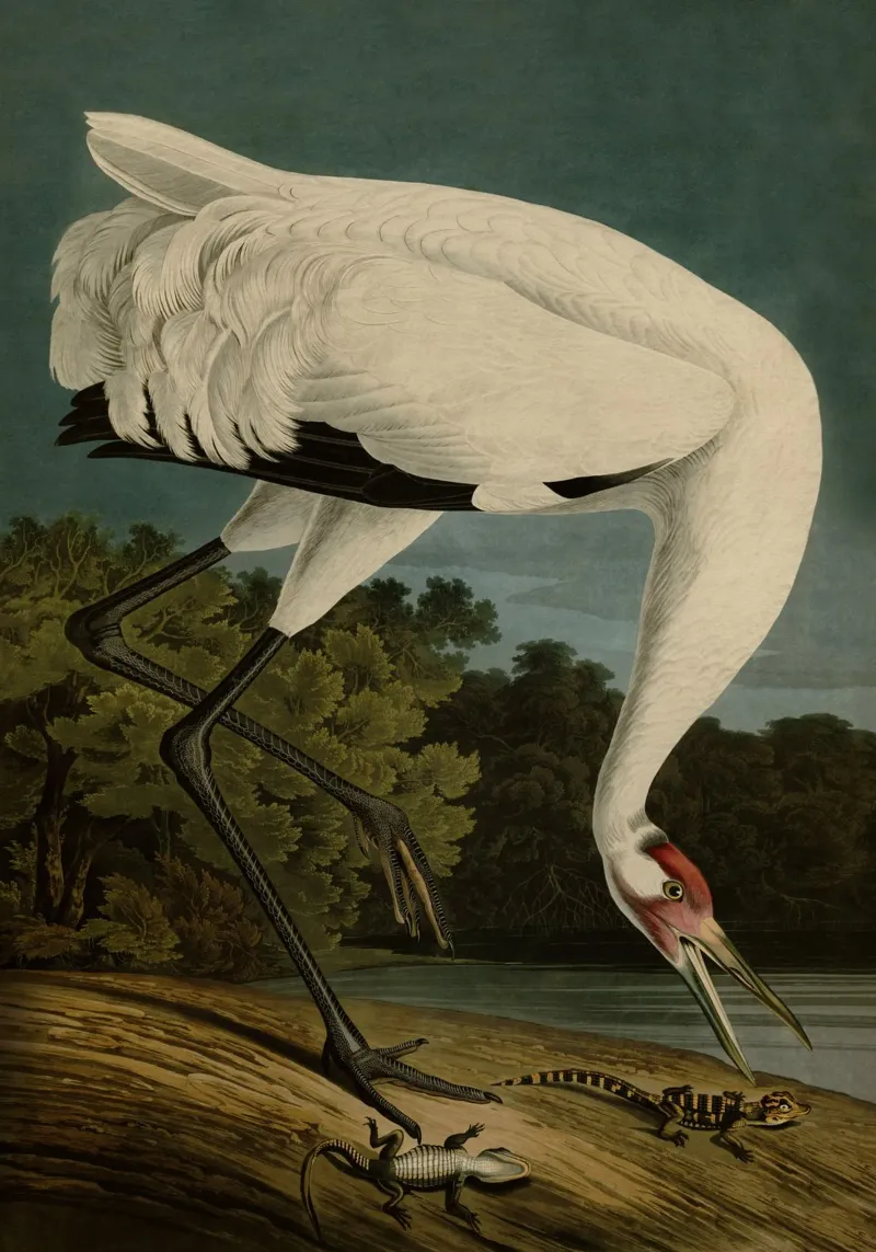 Vintage Audubon 1 Hooping Crane poster con telaio in legno da Vintage Print Collection