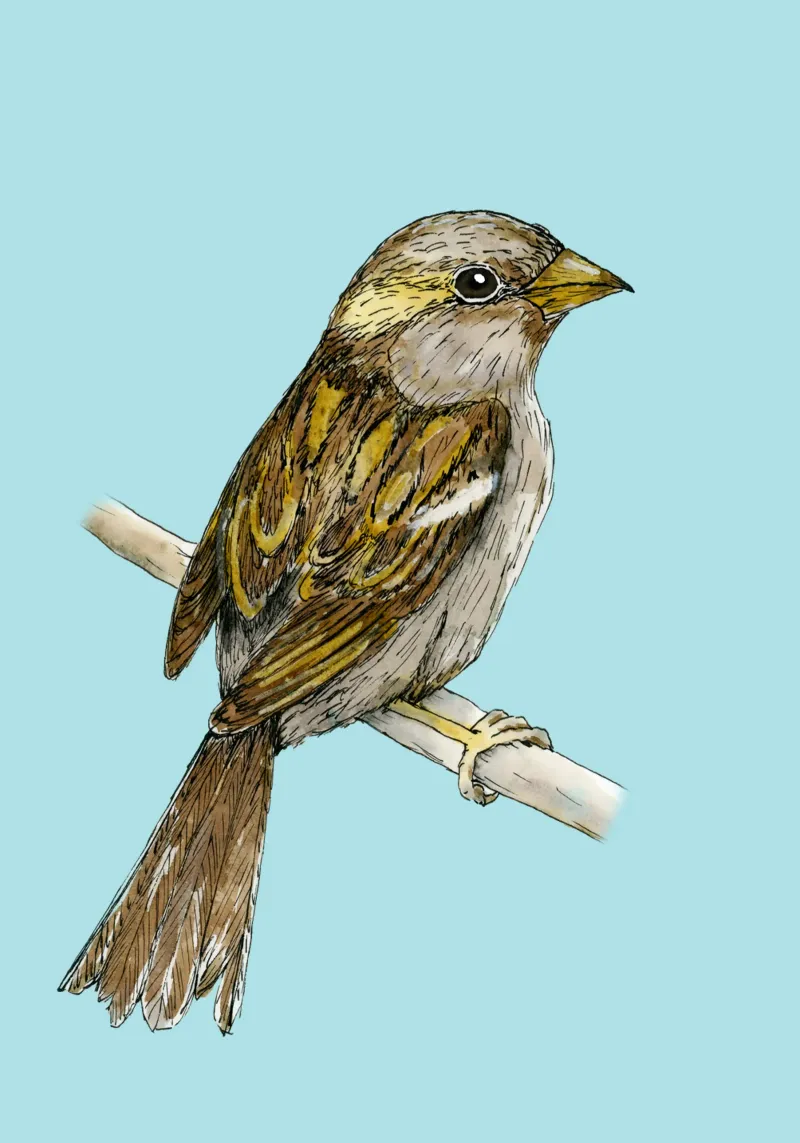 Dibujo a tinta de color de gorrión común hahnemühle de BwiseLizzy