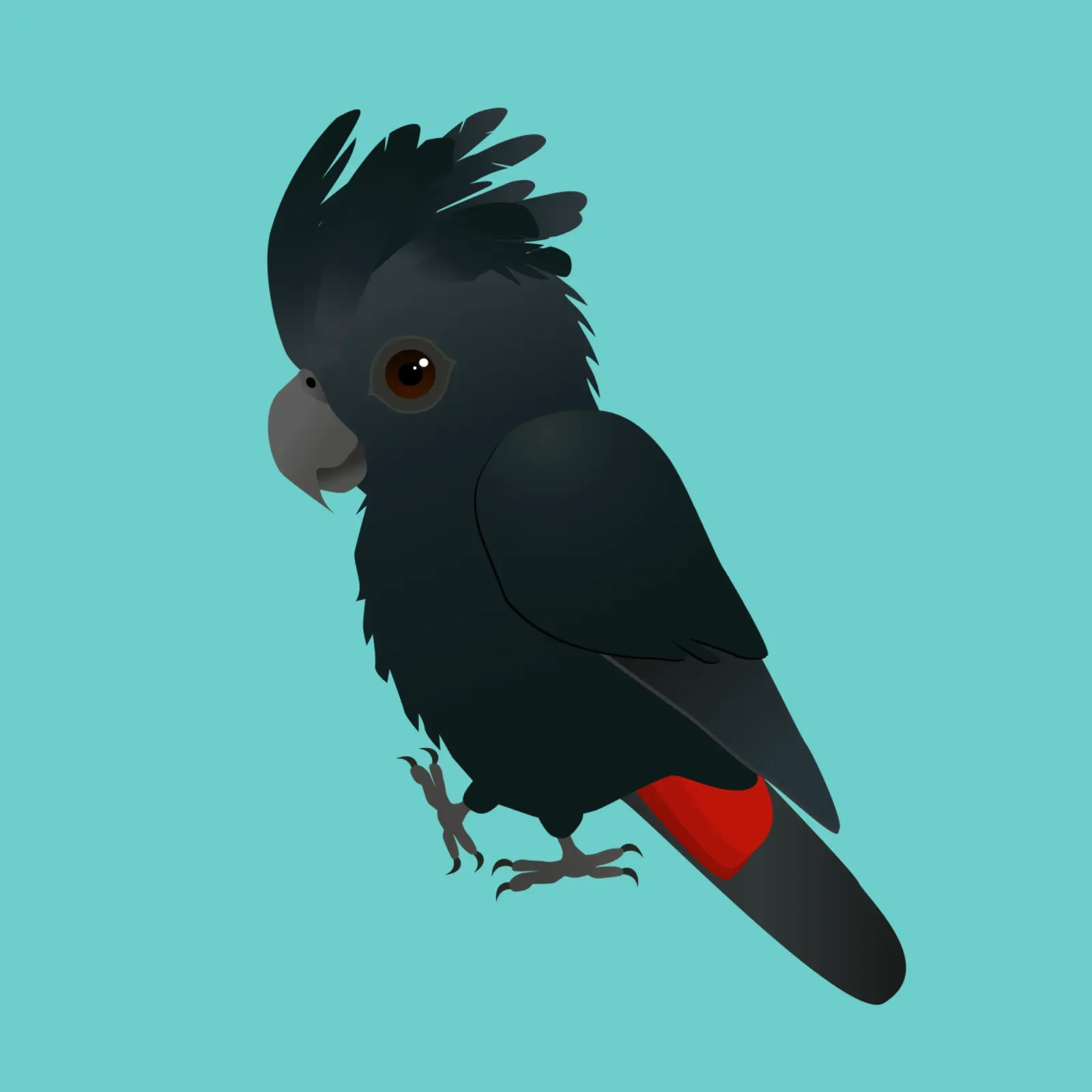 Illustrazione di un simpatico cacatua nero dalla coda rossa pellicola backlit da BwiseLizzy