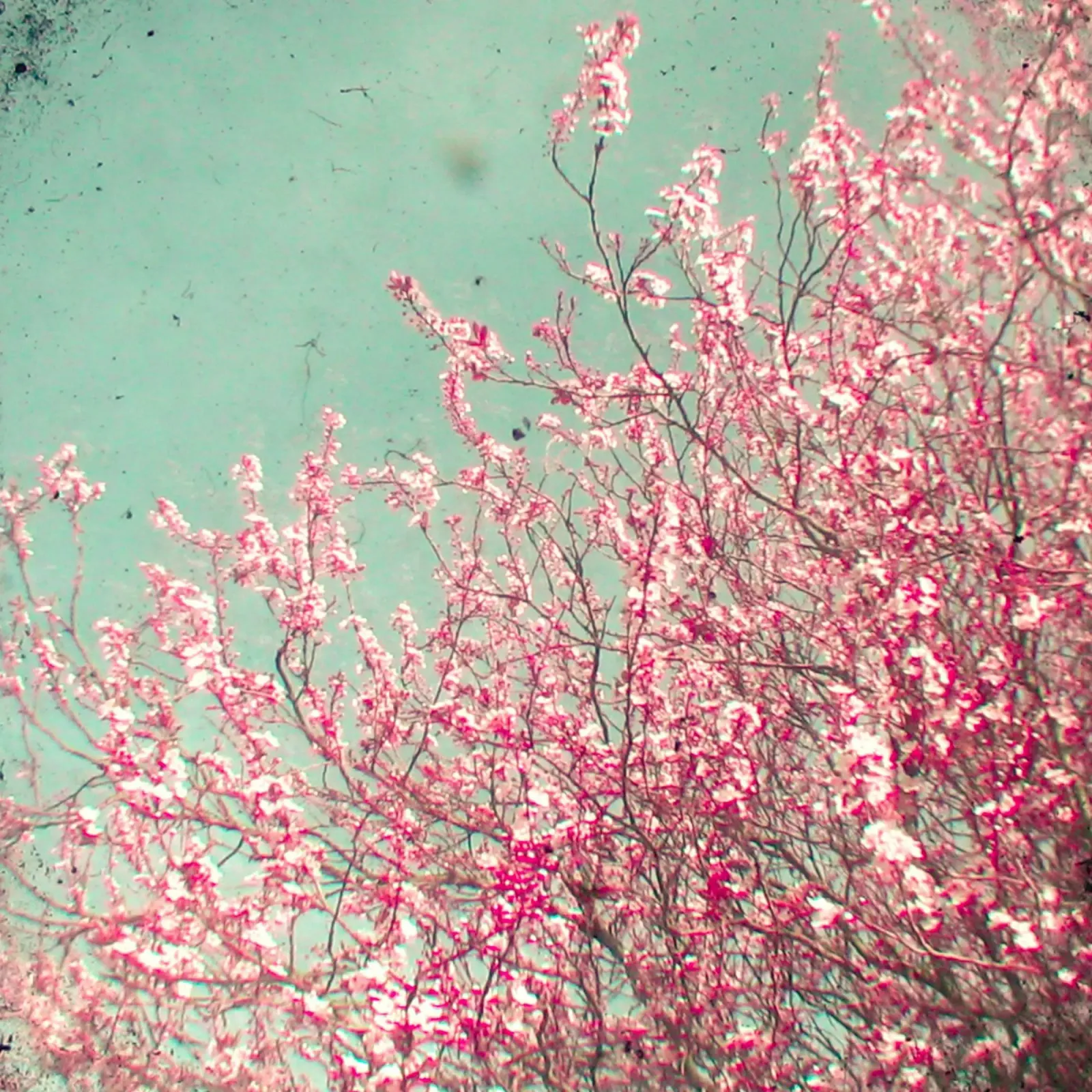 Blossom pellicola backlit da Cassia Beck Photography