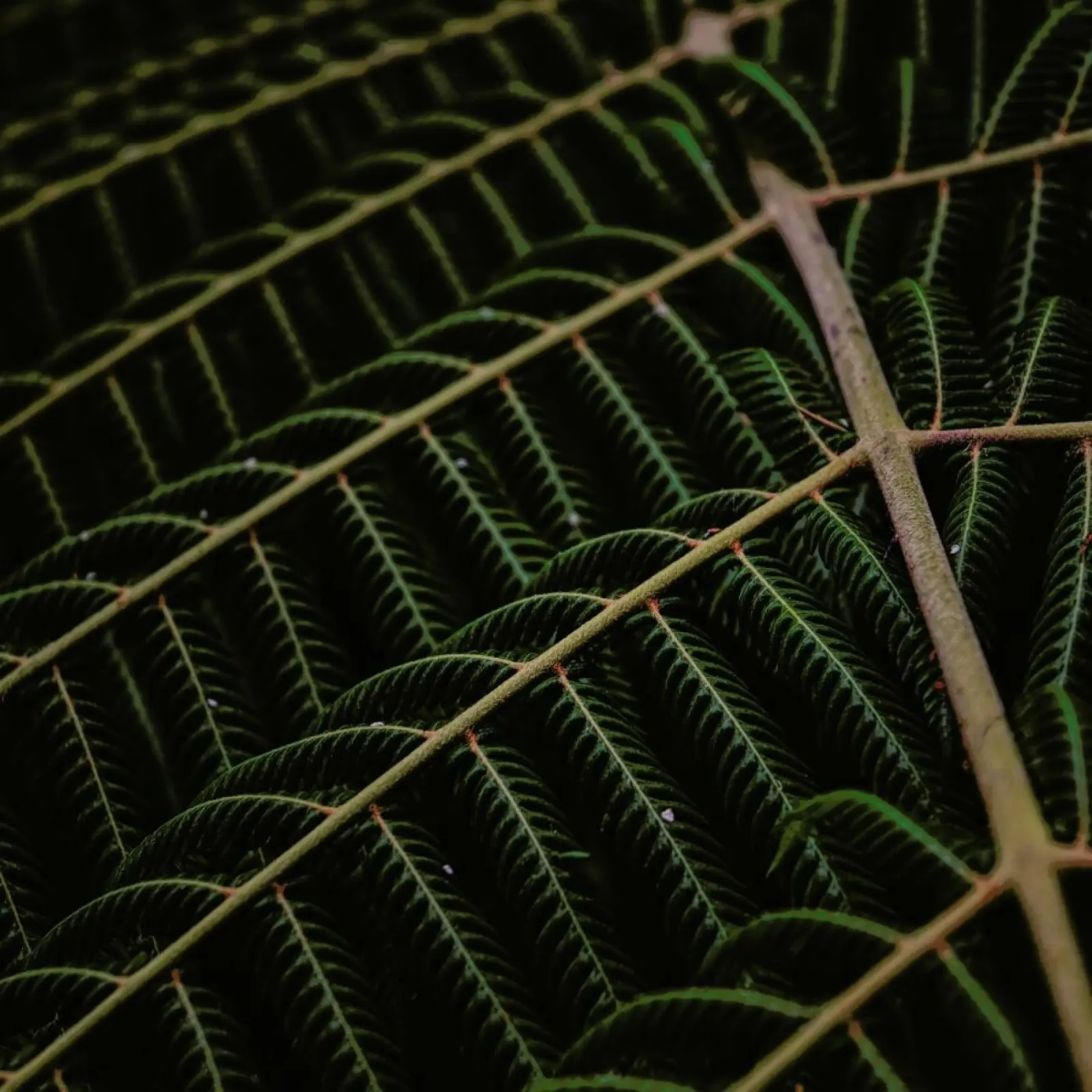 Fern 1 pellicola backlit da Nur Mut