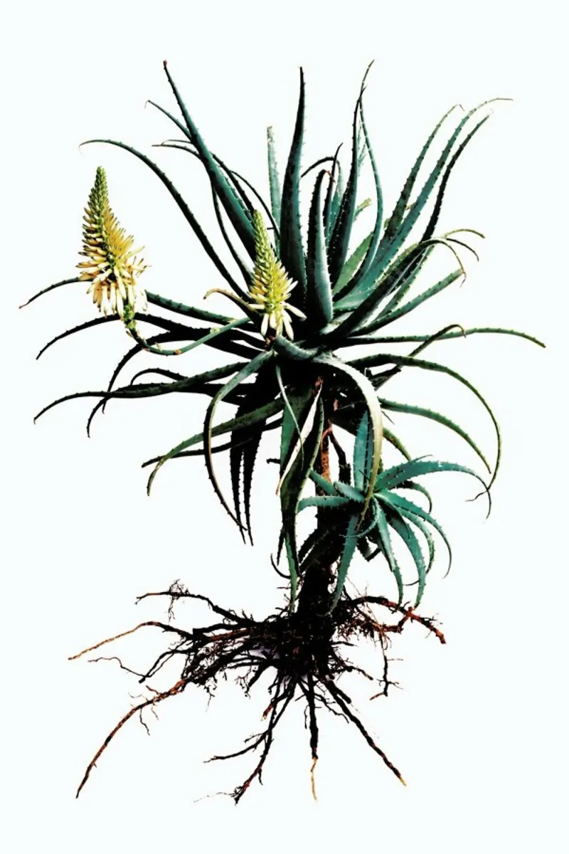 Classic Botanical Whole Plant 01 poster con telaio in alluminio da Shot By Clint