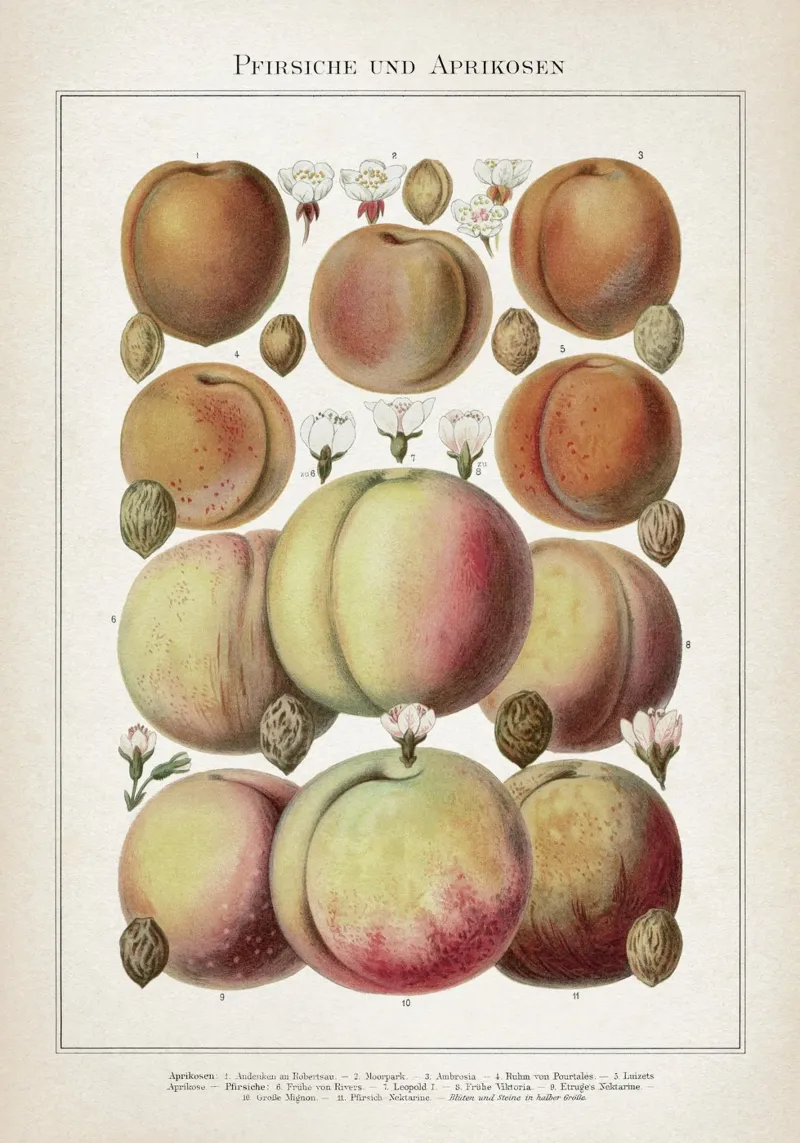 Vintage Meyers 6 Pfirsiche und Aprikosen poster con telaio in alluminio da Vintage Print Collection
