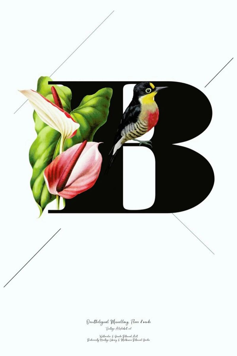 Botanical Alphabet - B alu dibond de Froilein Juno