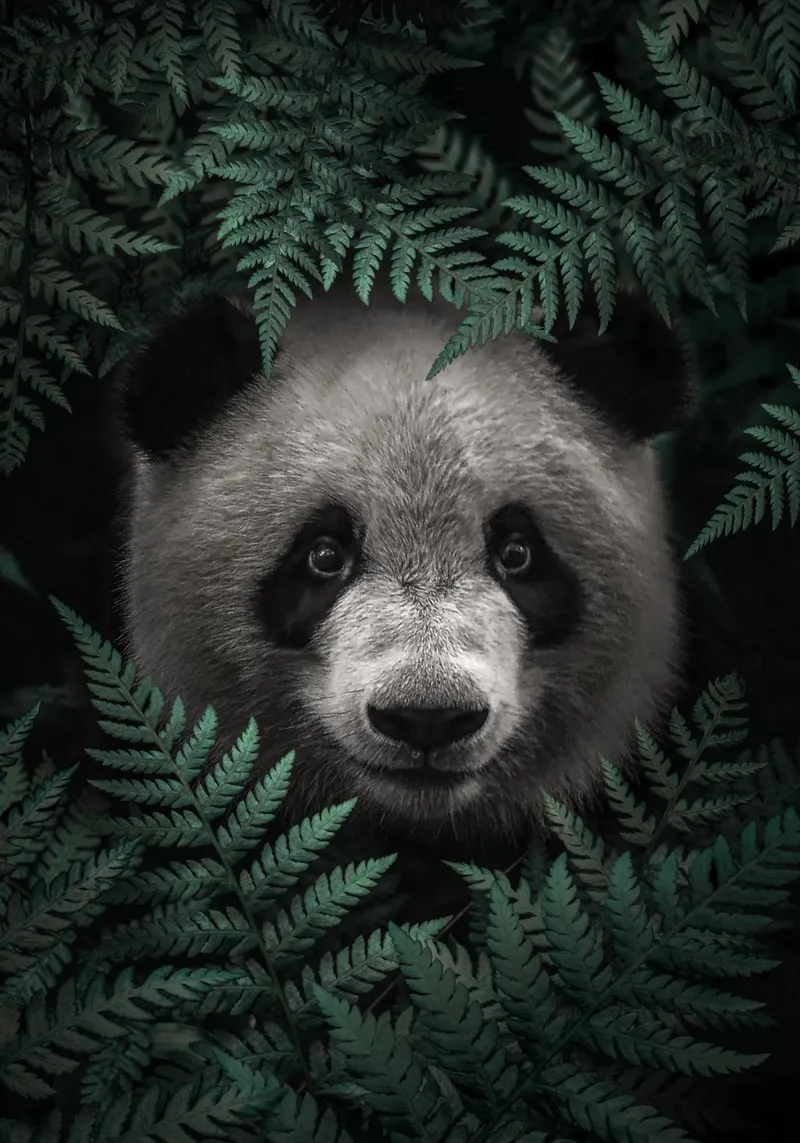 L'orso panda nella foresta pellicola backlit da arizrab