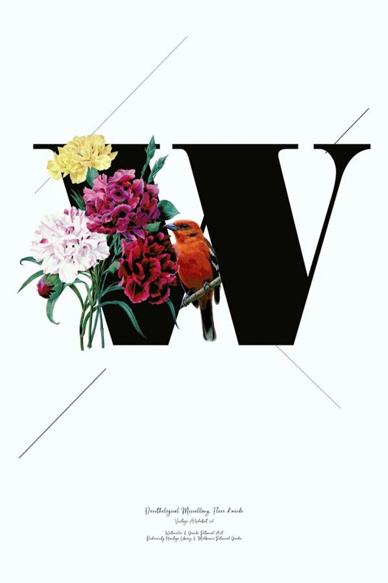 Botanical Alphabet - W alu dibond de Froilein Juno