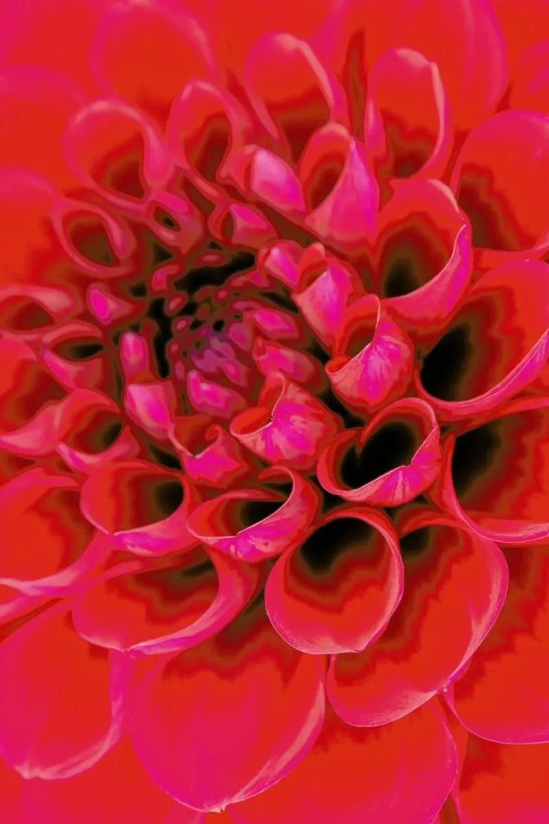 Red Dahlia pellicola backlit da Curious Collections by Marielle Leenders