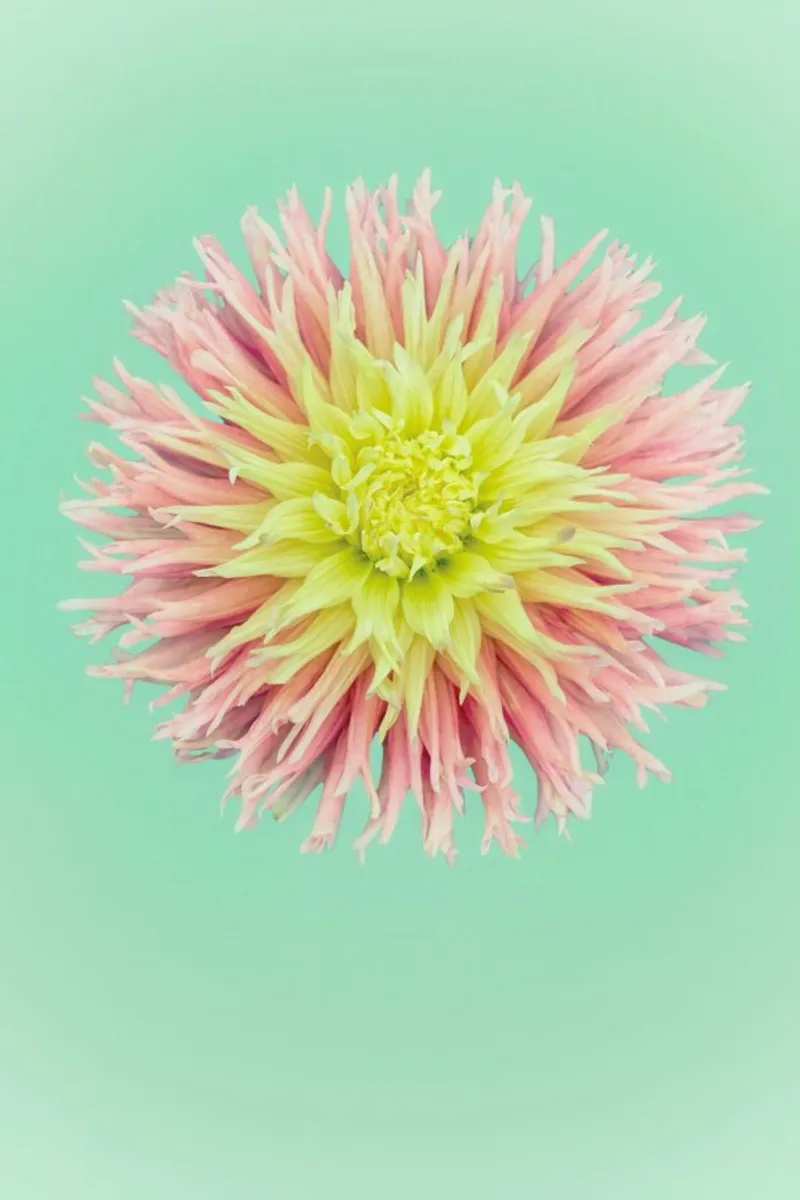 Bright Dahlia pellicola backlit da Curious Collections by Marielle Leenders