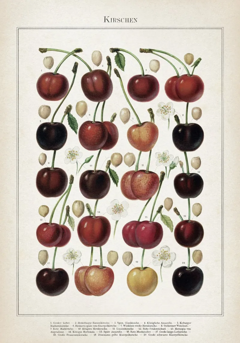 Vintage Meyers 6 Kirschen pellicola backlit da Vintage Print Collection