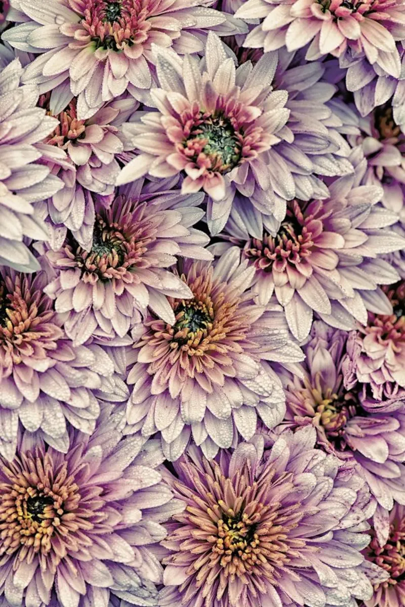 Wheeping Chrysanthemums pellicola backlit da Curious Collections by Marielle Leenders