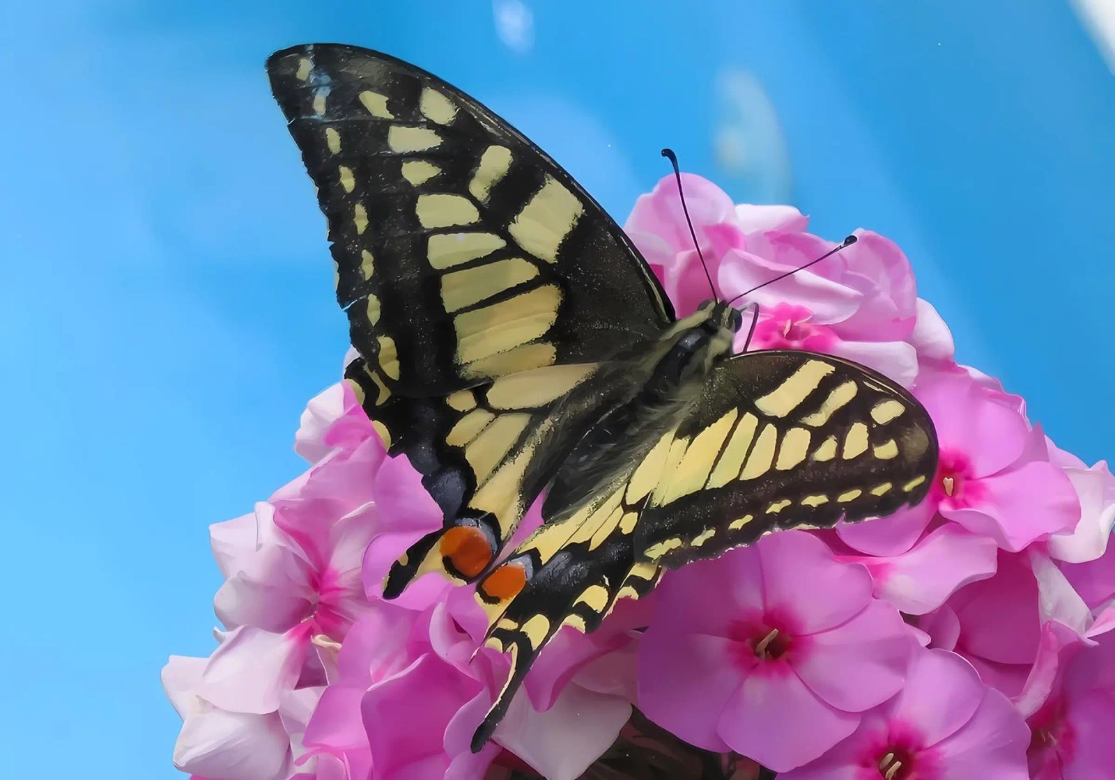 Schmetterling Poster von Desiyatnikov